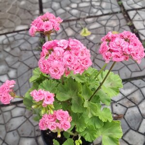 Пеларгония Grainder's Antique Rose / подрощенное растение