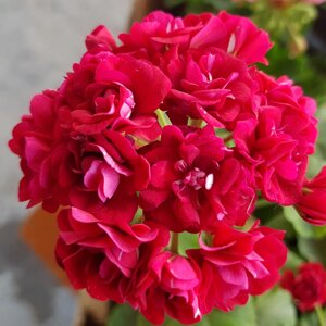 Пеларгония Rose of Bulgarien/розебуд / укор. черенок
