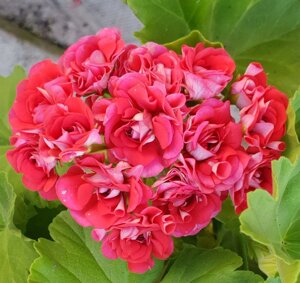 Пеларгония Rosebud Supreme /розебуд / взрослое растение