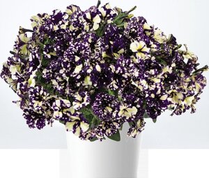 Splash Danser Violet Vogue/ подрощенное растение