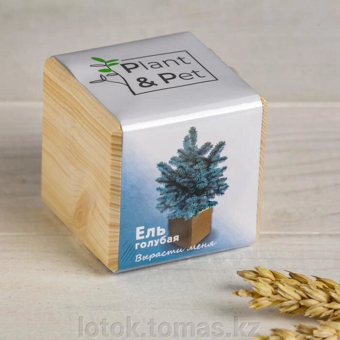 Набор для выращивания «Ель голубая» от компании Интернет-магазин приятных покупок LotOk - фото 1