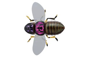 Воблер Jackall BugDog 37mm 3.1g Pink Back Cicada