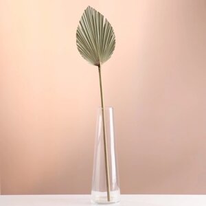 Лист пальмы Вашингтония 'Пика' 50-60 (6 см), 1 шт, цв. натуральный