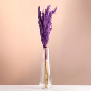 Набор сухоцветов 'Камыш'банч длина 65 (6 см), фиолетовый