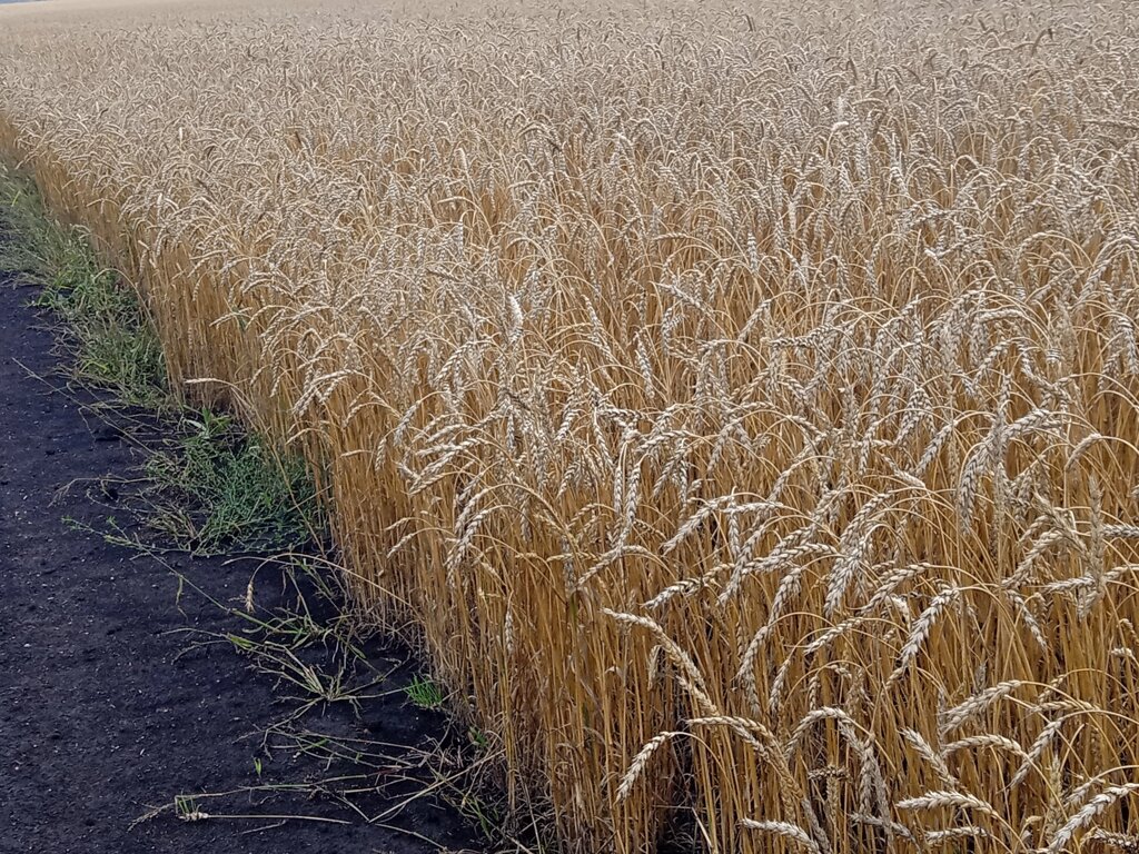 Семена пшеницы яровой сорт Тингер - наличие