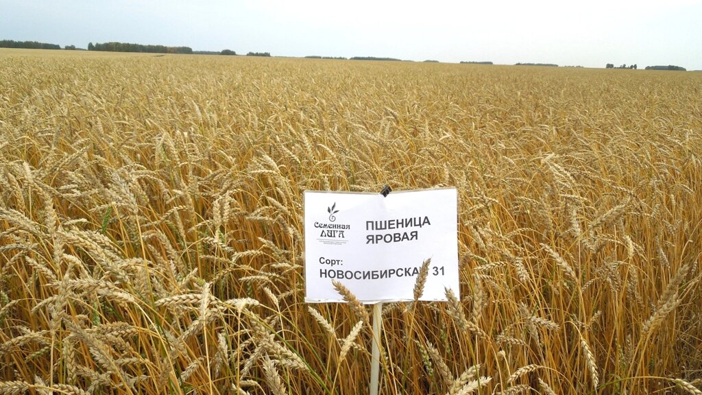 Семена пшеницы яровой сорт Новосибирская 31 - выбрать