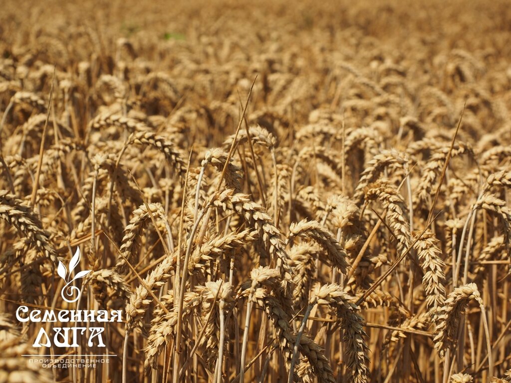 Семена пшеницы яровой сорт Омская 36 - сравнение