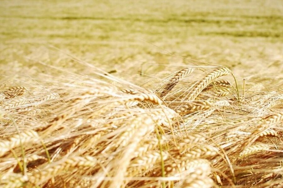 Семена пшеницы яровой сорт Алабуга - описание