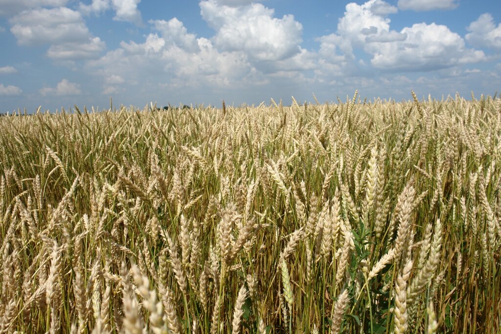 Семена пшеницы яровой сорт Нерда - акции