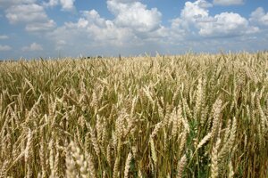 Семена пшеницы яровой сорт Нерда