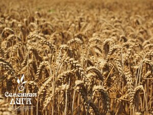 Семена пшеницы яровой сорт Омская 36