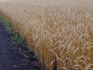 Семена пшеницы яровой сорт Тингер