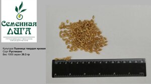 Семена пшеницы яровой твердой Рустикано