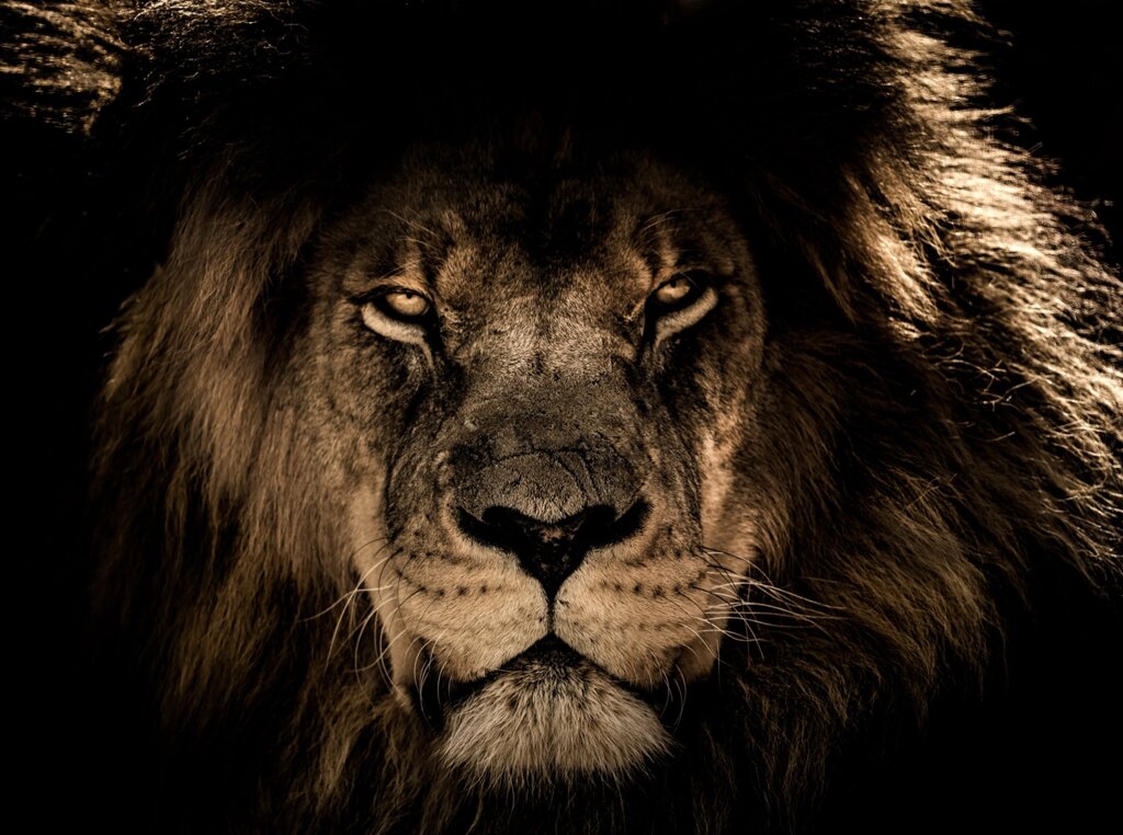 Картина на холсте «Африканский лев» 60x100 см от компании ИП Фомичев - фото 1