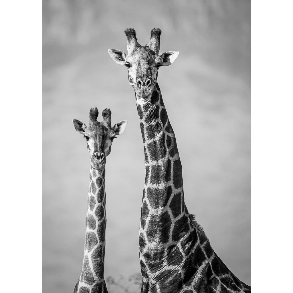 Картина на холсте Постер-лайн Два жирафа 50x70 см от компании ИП Фомичев - фото 1