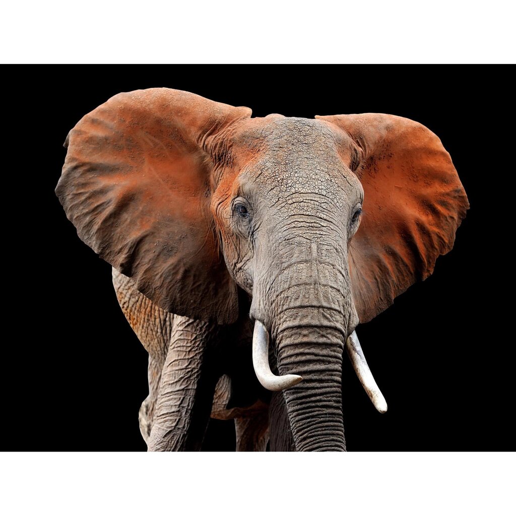 Картина на стекле Большой слон 80x60 см от компании ИП Фомичев - фото 1