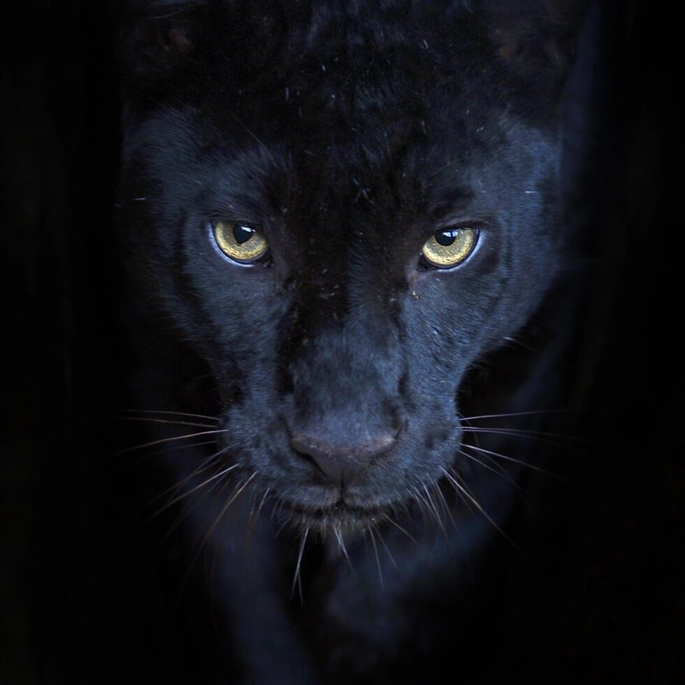 Картина на стекле «Элегант пантера» 40х40 см от компании ИП Фомичев - фото 1
