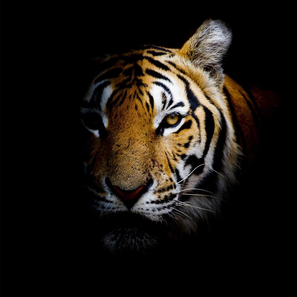 Картина на стекле «Непобедимый тигр» 40х40 см от компании ИП Фомичев - фото 1
