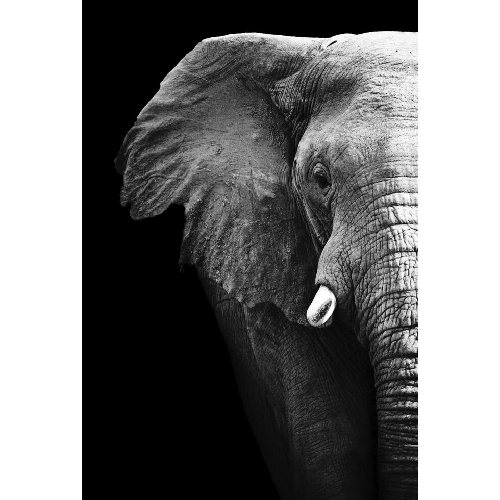 Картина на стекле «Слон» 40x60 см от компании ИП Фомичев - фото 1