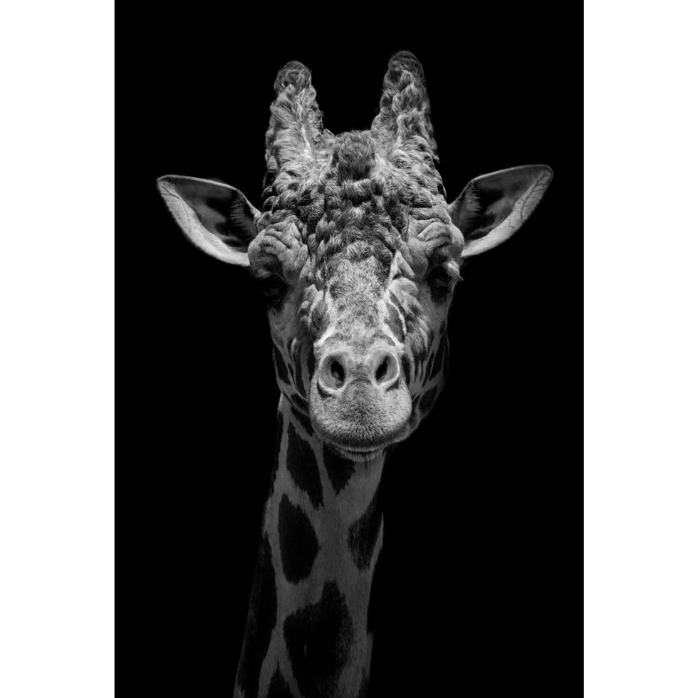 Картина на стекле «Жираф» 40x60 см от компании ИП Фомичев - фото 1