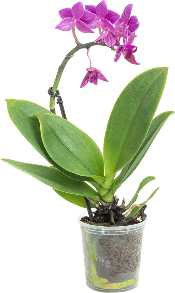Орхидея Фаленопсис микро o6 h20 см от компании ИП Фомичев - фото 1