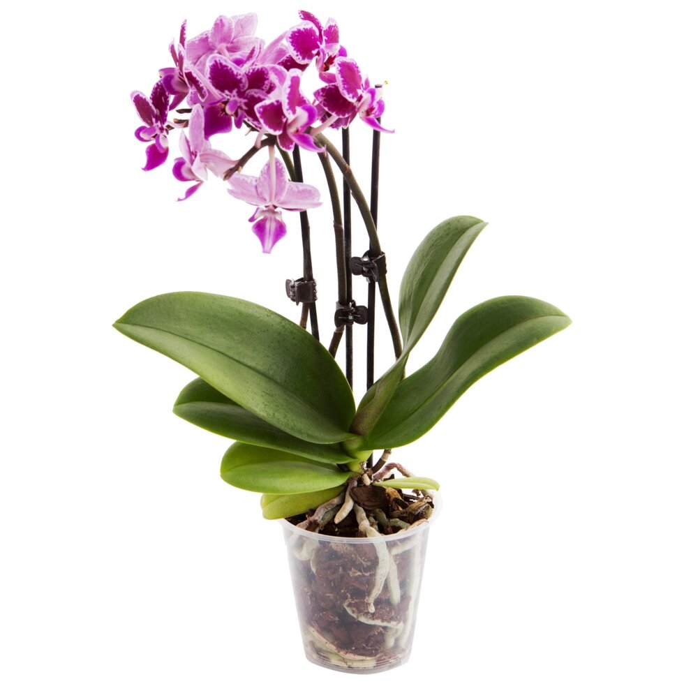 Орхидея Фаленопсис мини 1 стебель o9 h35 см от компании ИП Фомичев - фото 1