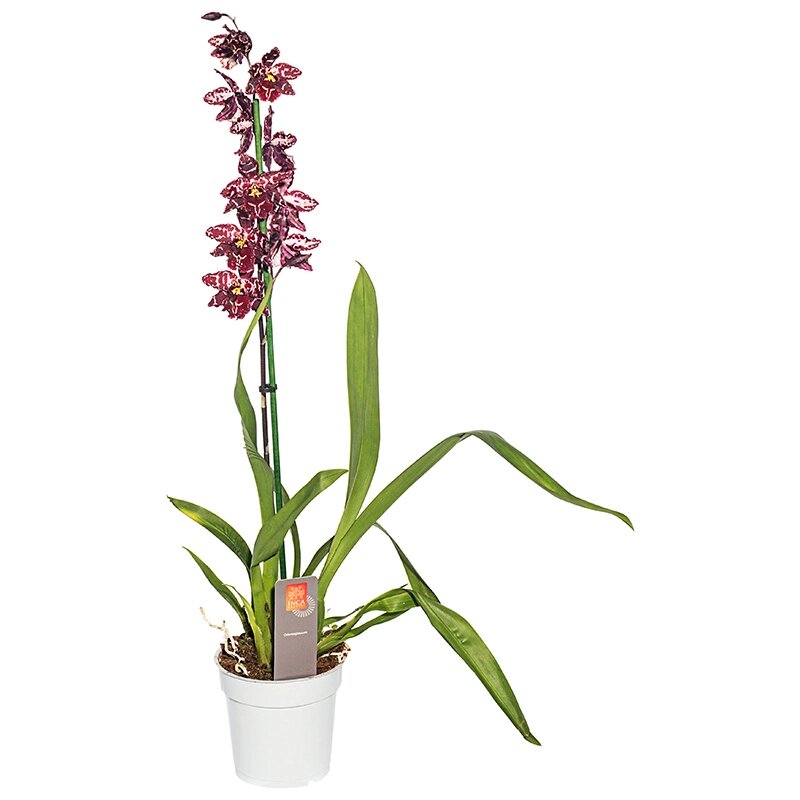 Орхидея Камбрия микс o12 h65 см от компании ИП Фомичев - фото 1