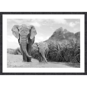 Картина в раме Слоны 50х70 см