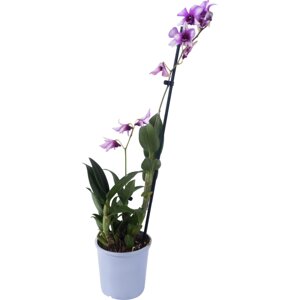 Орхидея Дендробиум Эмма микс 1 стебель o12 h60 см