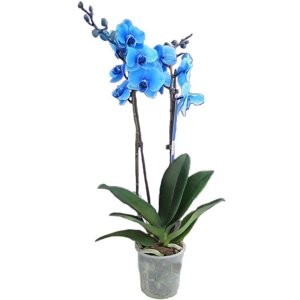 Орхидея Фаленопсис Блю окрашенный o12 h60 см синий