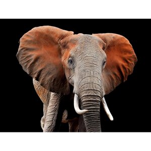 Картина на стекле Большой слон 80x60 см