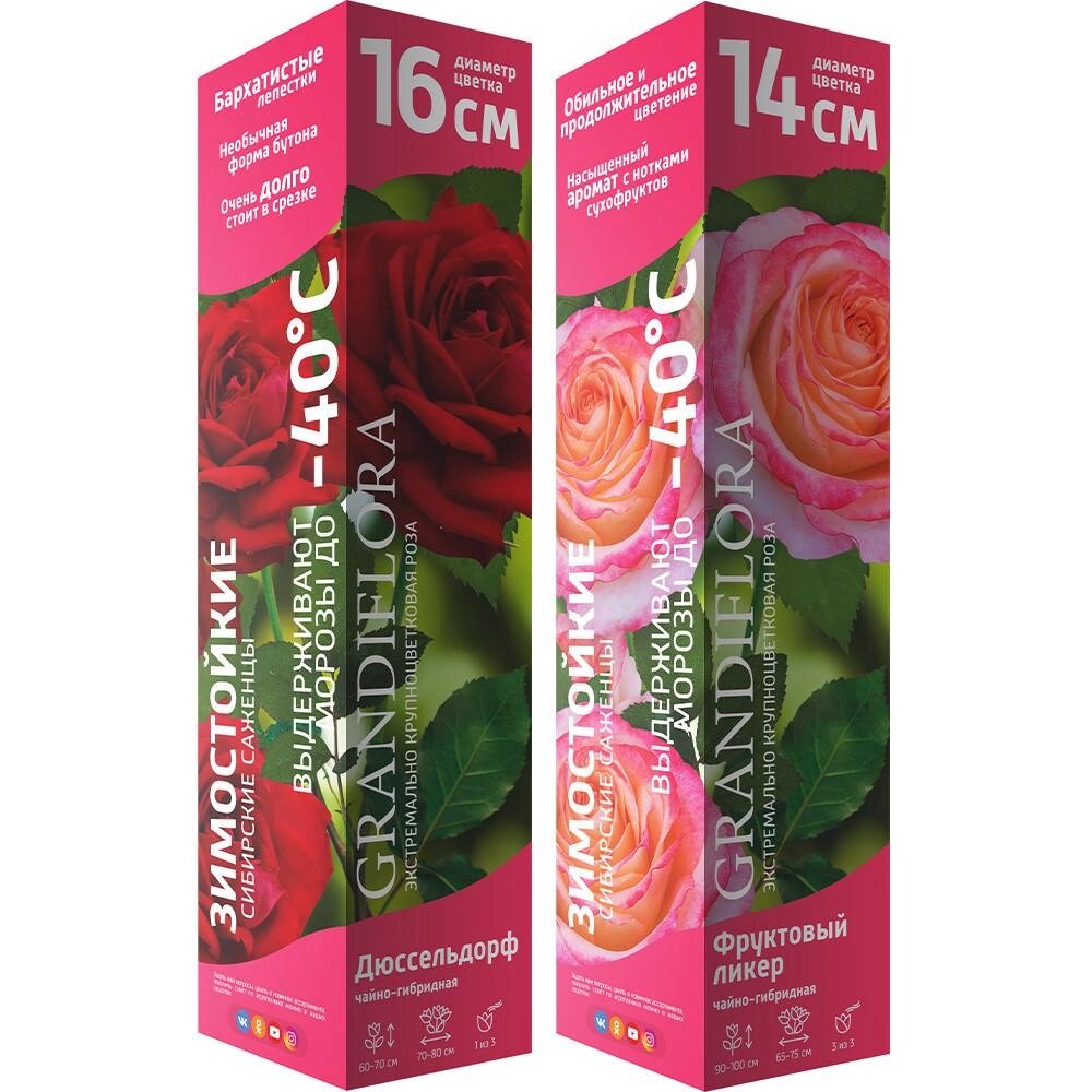 Рассада Роза крупноцветковая микс Семена Алтая h50 см от компании ИП Фомичев - фото 1
