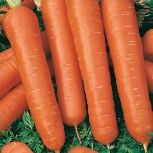 Семена Морковь «Тушон»