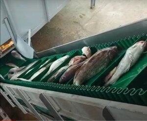 Ленточный конвейер для транспортировки морской рыбы