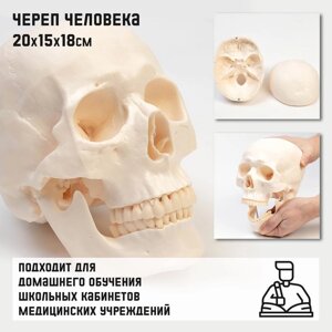 Анатомическая модель «Макет черепа человека», 201518 см