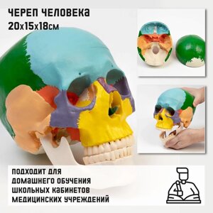 Анатомическая модель «Макет черепа человека», цветной, 201518 см