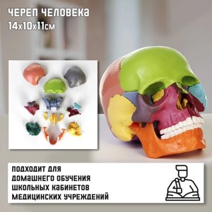 Анатомическая модель «Макет черепа человека», разборный, цветной, 141011 см