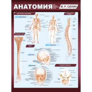 Анатомия. Самая компактная анатомическая таблица. Сапин М. Р.