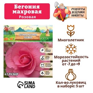 Бегония махровая «Розовая», луковицы, р-р 4/5, 5 шт.
