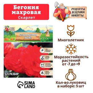 Бегония махровая «Скарлет», луковица, р-р 4/5, 5 шт.