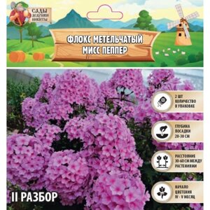 Флокс метельчтый Miss pepper корневище в пакете с торфогрунтом, р-р II, 2 шт.