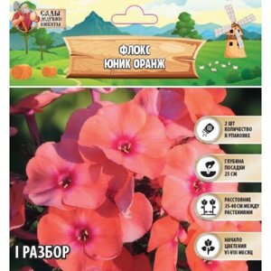 Флокс «Юник Оранж» корневище в пакете с торфогрунтом, р-р I, 2 шт.