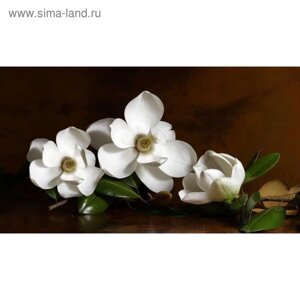 Фотообои "Белые цветы. Натюрморт" 2-А-270 (1 полотно), 270x150 см