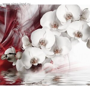 Фотообои флизелиновые Flizetto 3D FUSION «Белая орхидея» 300х270 см