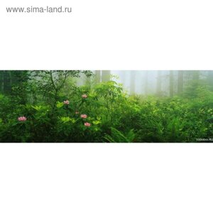 Фотообои "Лес в тумане" 3-А-330 (1 полотно), 440x150 см