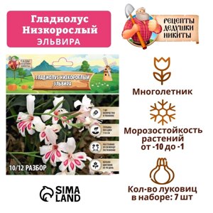 Гладиолус Низкорослый "Эльвира", р-р 10+7 шт,