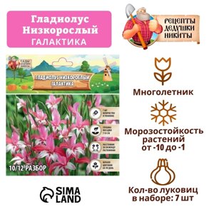 Гладиолус Низкорослый "Галактика", р-р 10+7 шт,