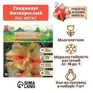 Гладиолус Низкорослый "Лас-Вегас", р-р 10+7 шт,