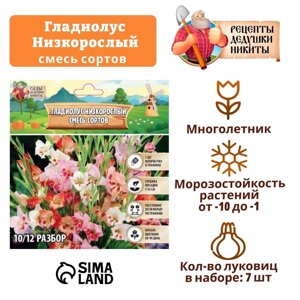 Гладиолус Низкорослый "Смесь сортов", р-р 10+7 шт,