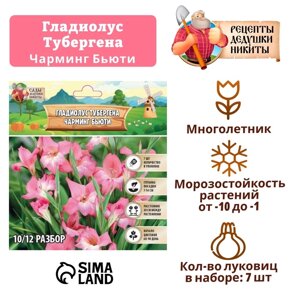 Гладиолус Тубергена "Чарминг Бьюти", р-р 10+7 шт,